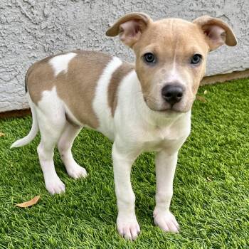 Chihuahua Dogs Available for Adoption - Ken | PetCurious