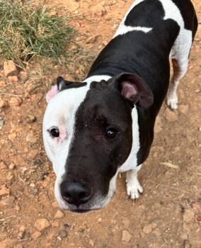 Max -  Pit Bull Terrier Dog for Adoption in Rogers, Arkansas - Max | PetCurious