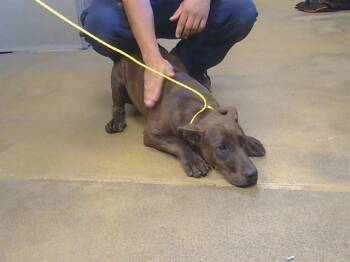 XENA -  Pit Bull Terrier Dog for Adoption in Sacramento, California - XENA | PetCurious