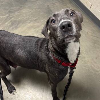 Mixed Breed Dogs Available for Adoption - Marlowe | PetCurious