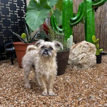Alessandra 26-06-190 -  Shih Tzu and Chihuahua Dog for Adoption in Bastrop, Texas - Alessandra 26-06-190 | PetCurious