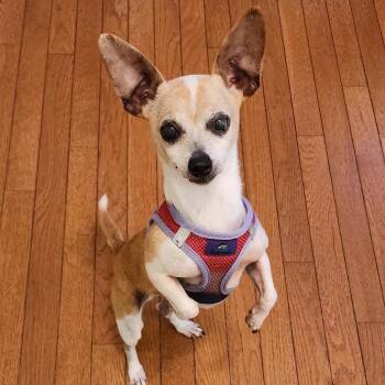 Betsy (Jubia) -  Chihuahua Dog for Adoption in Ferndale, Michigan - Betsy (Jubia) | PetCurious