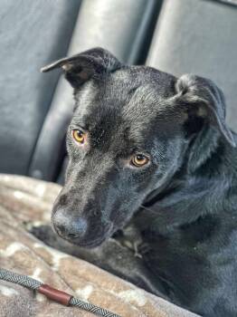 Rescue Labrador Retriever Dogs for Adoption in Tehachapi, California - Julie | PetCurious