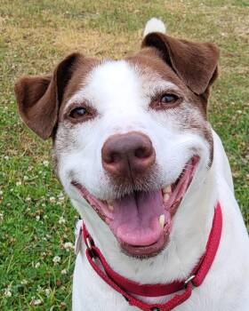 Rescue Pointer Dogs for Adoption in Grayslake, Illinois - Maeve | PetCurious
