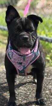 Peppa -  French Bulldog and Boston Terrier Dog for Adoption in Ridgefield, Connecticut - Peppa | PetCurious