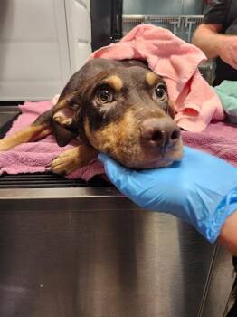 TEDDY -  Dachshund and Mixed Breed Dog for Adoption in Newton, North Carolina - TEDDY | PetCurious