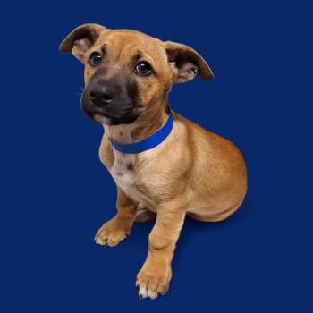 Rescue Black Mouth Cur Dogs for Adoption in Thousand Oaks, California - Grant -- LONGTIME RESIDENT! | PetCurious