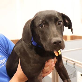 Leo -  Mixed Breed Dog for Adoption in Port Washington, New York - Leo | PetCurious