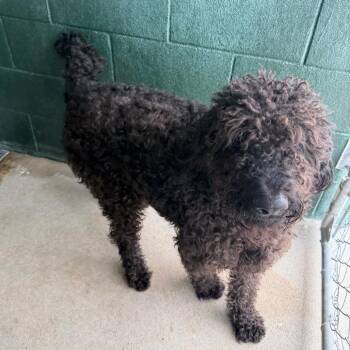 Burley -  Poodle and Labrador Retriever Dog for Adoption in Carencro, Louisiana - Burley | PetCurious