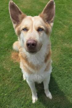 Hufflepuff -  Husky Dog for Adoption in Little Elm, Texas - Hufflepuff | PetCurious