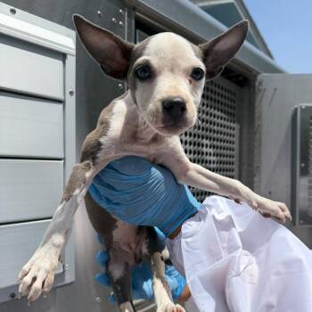 Estee -  Pit Bull Terrier Dog for Adoption in Edinburg, Texas - Estee | PetCurious