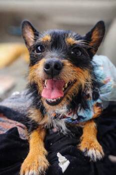 Chihuahua and Terrier Dogs Available for Adoption in Brookhaven, Mississippi - T-Bo 24 | PetCurious