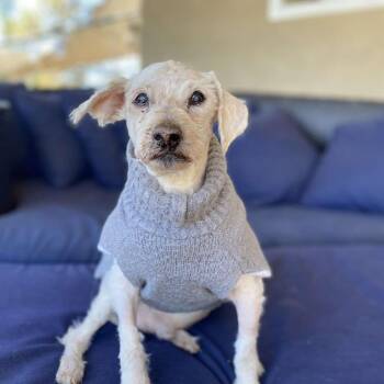 Poodle Dogs Available for Adoption in Ramona, California - Picnic | PetCurious
