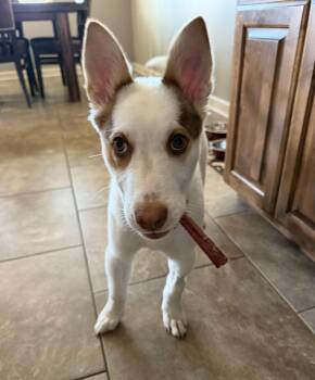 Australian Cattle Dog Blue Heeler Dogs Available for Adoption in Lincoln, Nebraska - Asher | PetCurious
