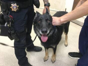 CHICO -  German Shepherd Dog Dog for Adoption in Riverside, California - CHICO | PetCurious