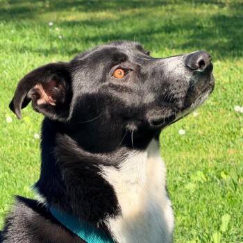 German Shepherd Dog and Mixed Breed Dogs Available for Adoption - JASPER | PetCurious