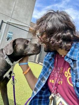 Soot -  Mixed Breed Dog for Adoption in Wichita, Kansas - Soot | PetCurious