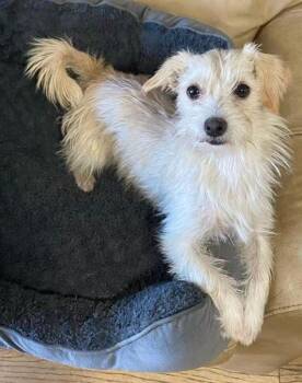 Weezy Beezy -  Maltese Dog for Adoption in Oakland, California - Weezy Beezy | PetCurious