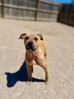 Mixed Breed Dogs Available for Adoption in Muskegon, Michigan - Joey | PetCurious