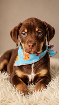 FESTUS -  Catahoula Leopard Dog and Dachshund Dog for Adoption in Nahunta, Georgia - FESTUS | PetCurious