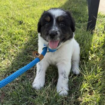 Rye -  Australian Shepherd and Australian Cattle Dog Blue Heeler Dog for Adoption in Harlingen, Texas - Rye | PetCurious