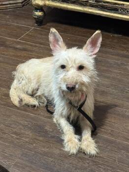 Snow -  West Highland White Terrier Westie Dog for Adoption in Horn Lake, Mississippi - Snow | PetCurious
