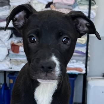 Nicole -  Mixed Breed Dog for Adoption in Las Cruces, New Mexico - Nicole | PetCurious