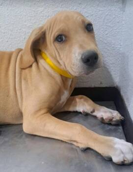 Taki -  Labrador Retriever Dog for Adoption in Sedalia, Colorado - Taki | PetCurious