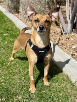Chihuahua Dogs Available for Adoption in Gardnerville, Nevada - Filbert | PetCurious