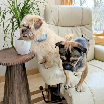 Terrier and Mixed Breed Dogs Available for Adoption - Mac Bonded To Denny | PetCurious