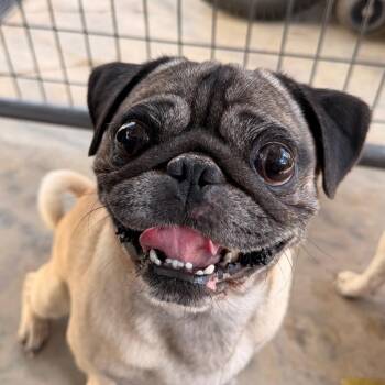 Edgar -  Pug Dog for Adoption in Pagosa Springs, Colorado - Edgar | PetCurious