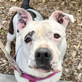 Miss Pickles -  Pit Bull Terrier and Mixed Breed Dog for Adoption in East Hampton, New York - Miss Pickles | PetCurious