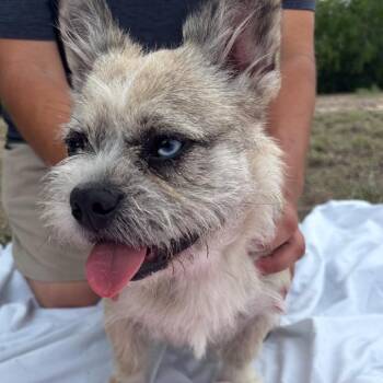 Poodle Dogs Available for Adoption - Blouie | PetCurious