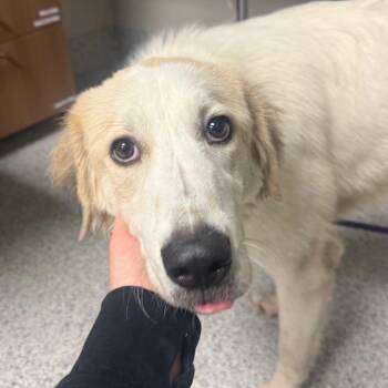 Anatolian Shepherd and Great Pyrenees Dogs Available for Adoption in Reno, Nevada - Charlie | PetCurious