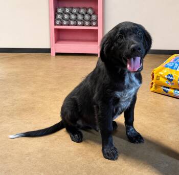 Dax Shepherd -  Great Pyrenees and Australian Cattle Dog Blue Heeler Dog for Adoption in Saugus, Massachusetts - Dax Shepherd | PetCurious