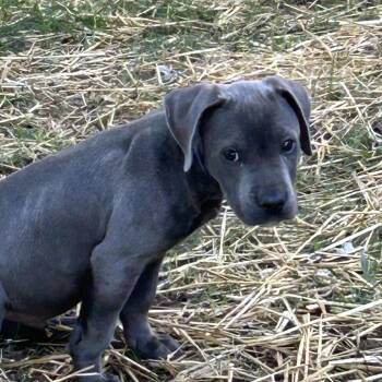 Reuben -  Pit Bull Terrier and Mixed Breed Dog for Adoption in Overland Park, Kansas - Reuben | PetCurious