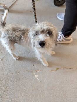 Rescue Mixed Breed Dogs for Adoption in Leander, Texas - Scruples | PetCurious