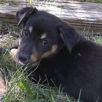 Reba -  Mixed Breed Dog for Adoption in Prescott, Arizona - Reba | PetCurious