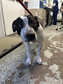 Pit Bull Terrier Dogs Available for Adoption in Mobile, Alabama - Chocolate Chip | PetCurious