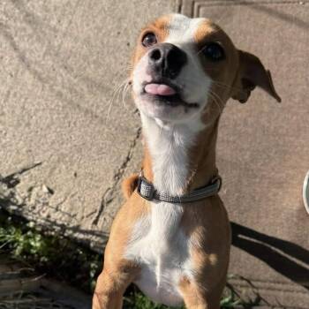 Chihuahua and Dachshund Dogs Available for Adoption in Coldwater, Michigan - Dot | PetCurious