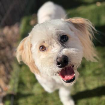 Poodle and Lhasa Apso Dogs Available for Adoption in Phoenix, Arizona - Theo | PetCurious
