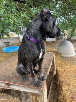 Ophelia -  Cane Corso Dog for Adoption in Salmon, Idaho - Ophelia | PetCurious