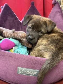 Mountain Cur Dogs Available for Adoption in Godfrey, Illinois - Sgt. Pepper | PetCurious