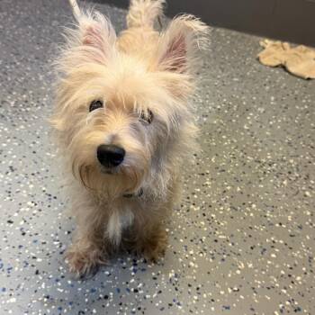 TUSC-Stray-84931 -  West Highland White Terrier Westie and Mixed Breed Dog for Adoption in Tuscaloosa, Alabama - TUSC-Stray-84931 | PetCurious