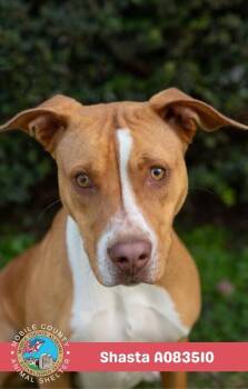 Shasta -  Labrador Retriever Dog for Adoption in Mobile, Alabama - Shasta | PetCurious