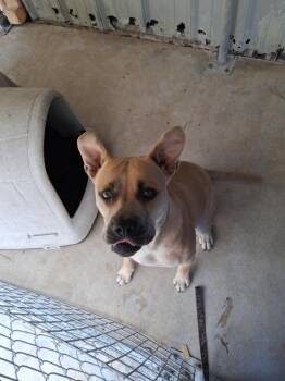 Pit Bull Terrier and Boxer Dogs Available for Adoption in Brownwood, Texas - Arlo | PetCurious