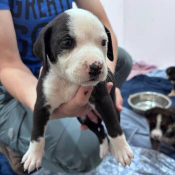 Zoe -  Mixed Breed Dog for Adoption in Bismarck, North Dakota - Zoe | PetCurious