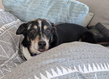Left Eye #1 -  German Shepherd Dog and Great Pyrenees Dog for Adoption in Denver, Colorado - Left Eye #1 | PetCurious