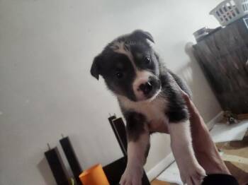 DC -  Shepherd and Pit Bull Terrier Dog for Adoption in Calgary, Alberta - DC | PetCurious