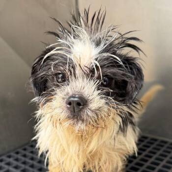 Mixed Breed Dogs Available for Adoption in Auburn, Alabama - Roy | PetCurious